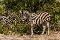023 Timbavati Private Game Reserve, zebra